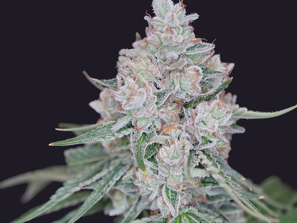 Apple Jack