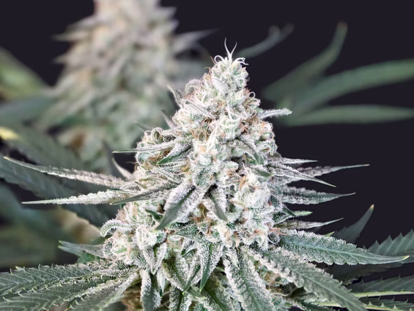 Haze Weaver