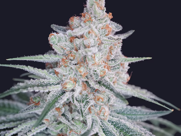 Jack’s Honey Breath