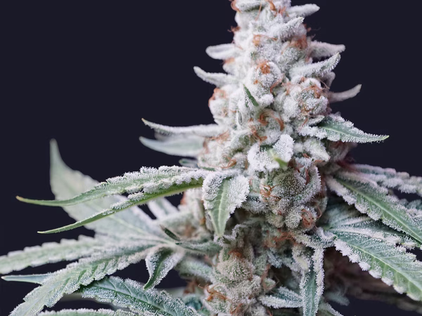 Kingdom Kush