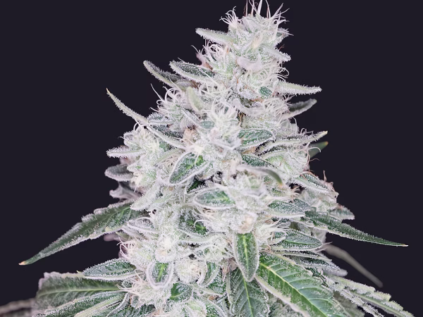 Lemon Jack Cake