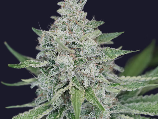 Royal Jack Skunk