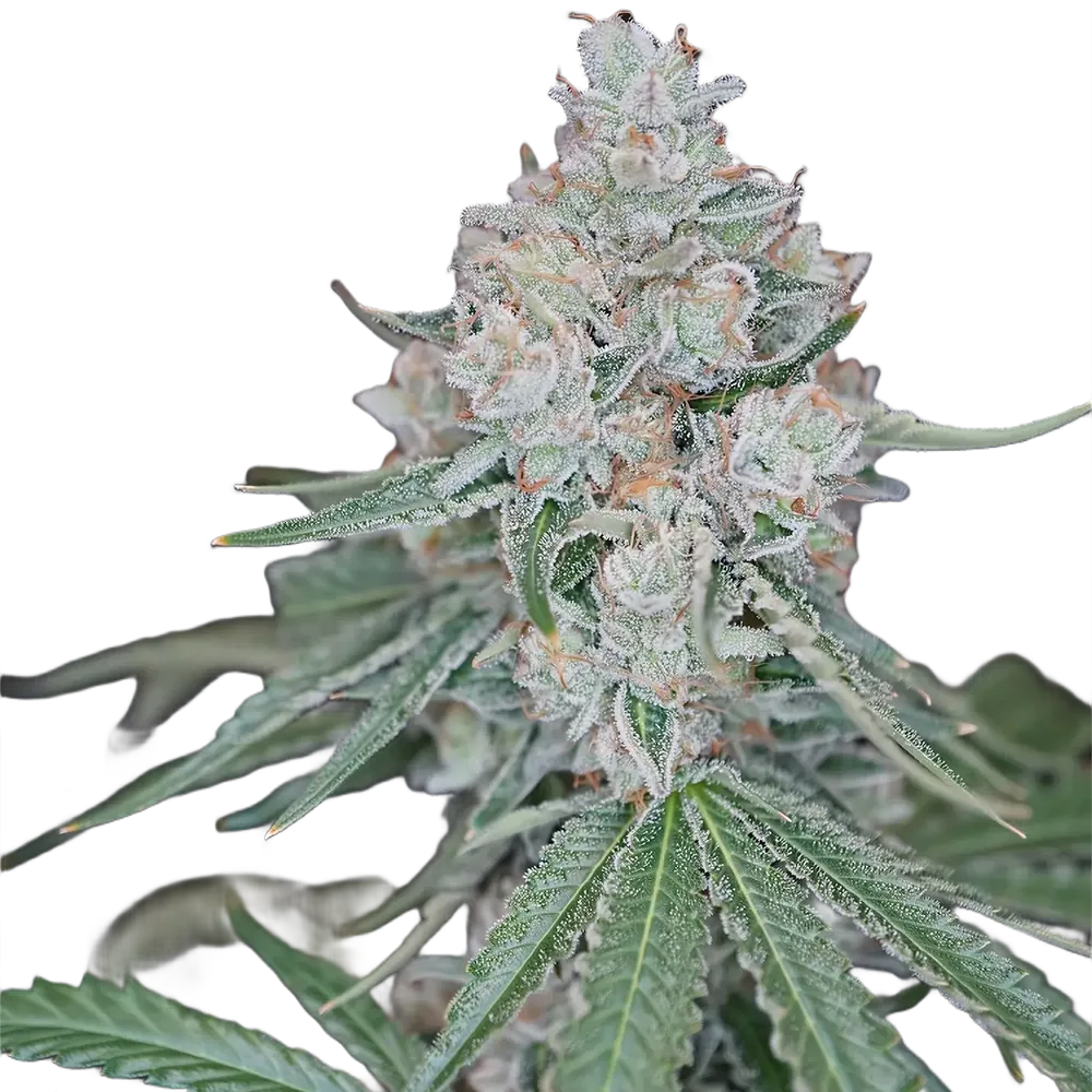 Apple Jack Bud Strain