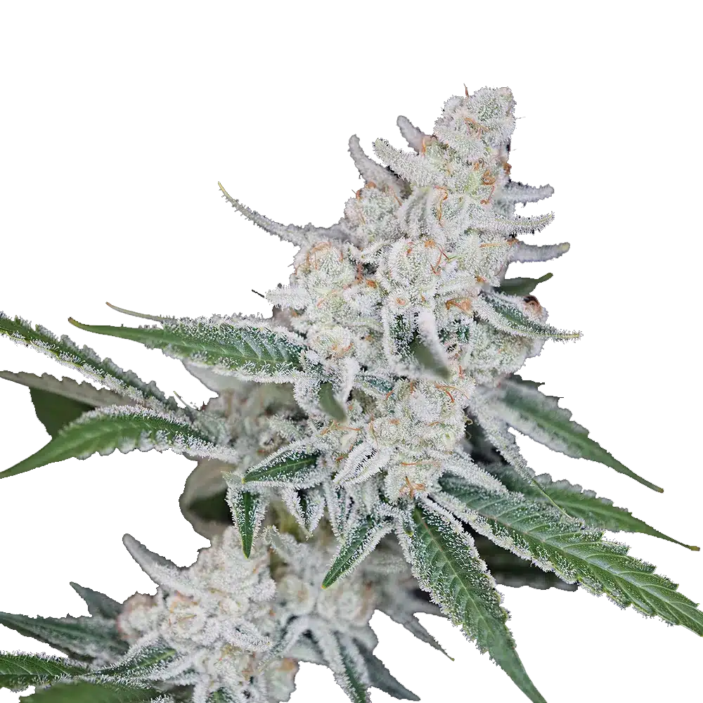 Emperors Cut Bud Strain