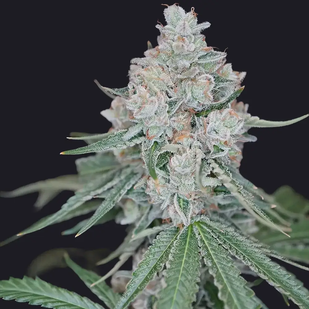 Apple Jack Bud Strain