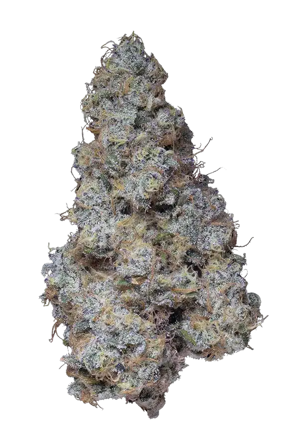 JHR Black Jack Bud
