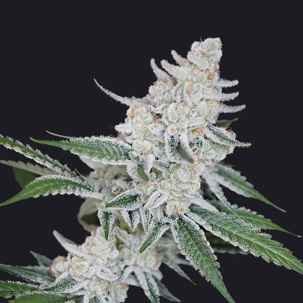 Emperors Cut Bud Strain