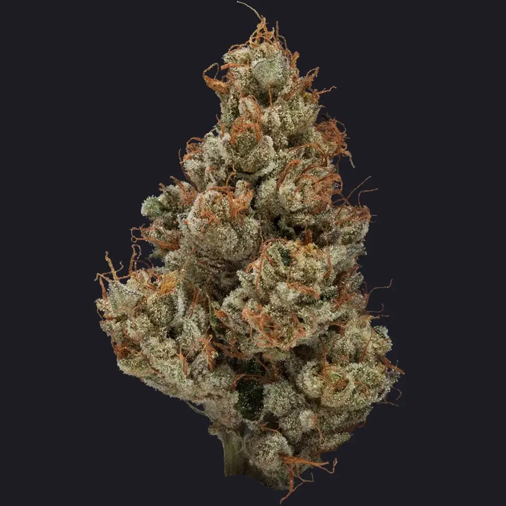 HR Master Jack Bud Strain