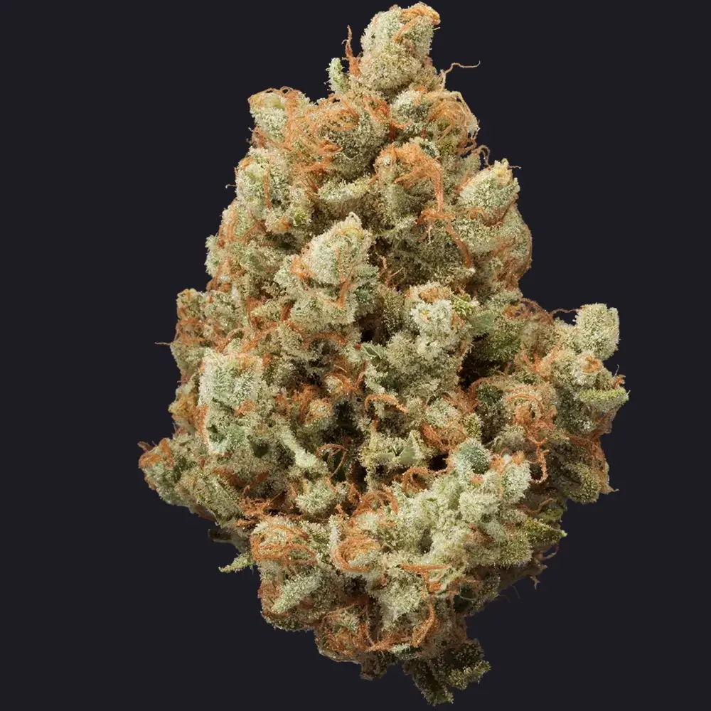 Original Jack Bud Strain