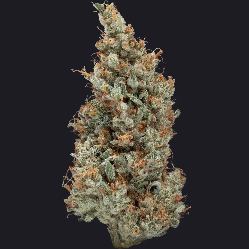 Sweet & Sour Jack Bud Strain