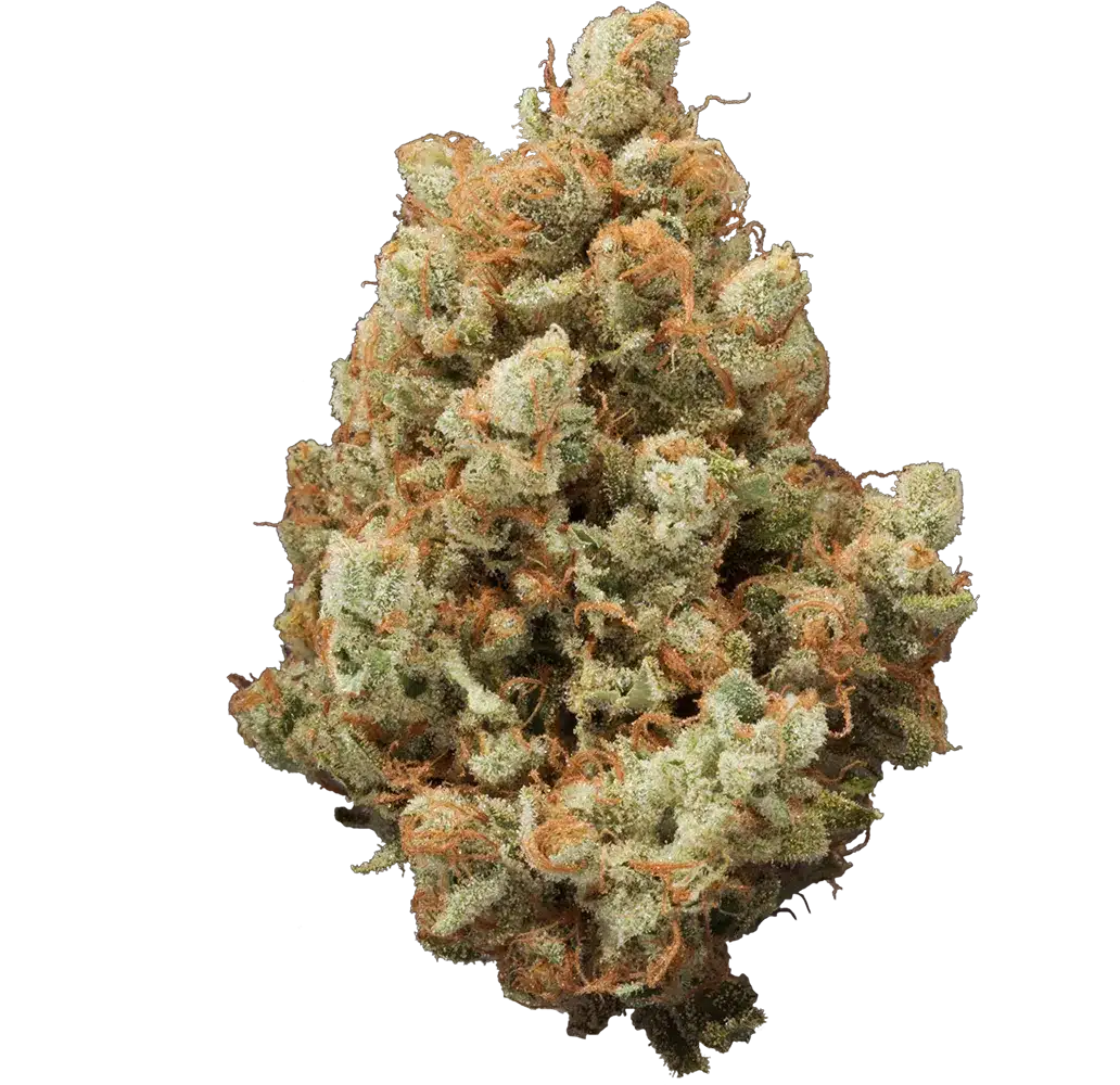 Original Jack Bud Strain